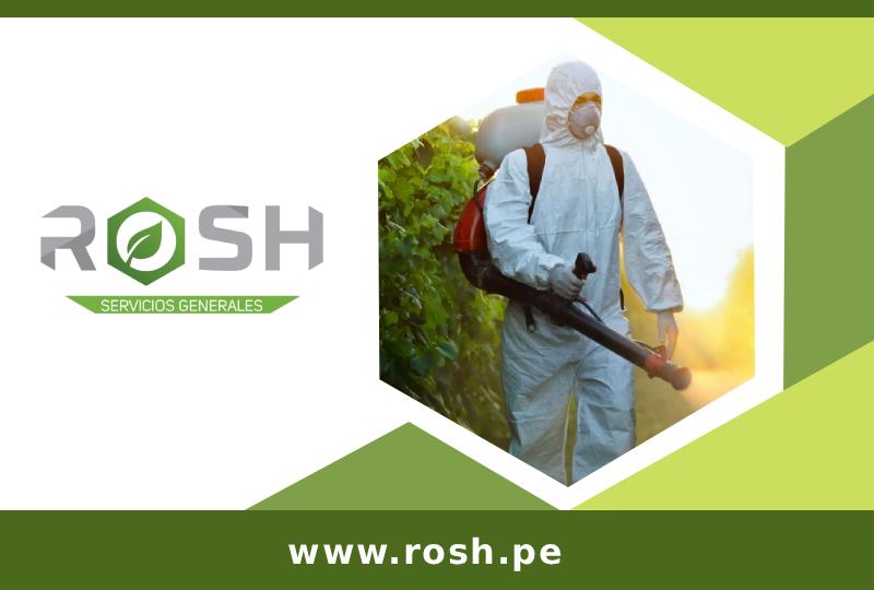 rosh